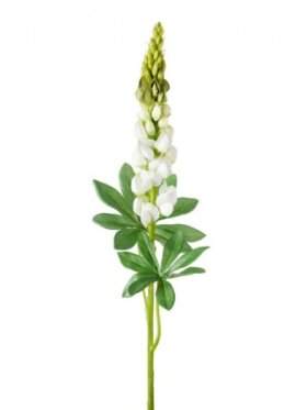 MR Plant - Lupin 80cm -  Hvid