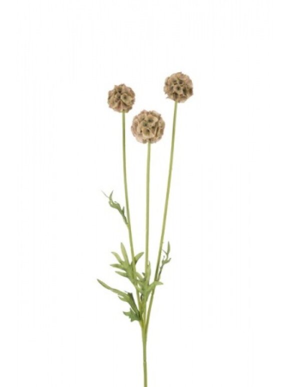 MR Plant - Scabiosa 60 cm. Oliven