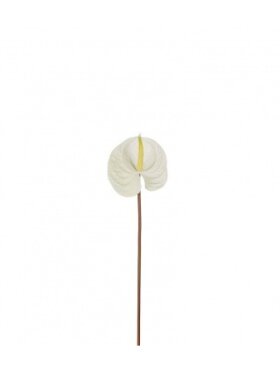 MR Plant - Anthurium 70 cm. Creme