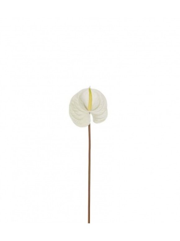 MR Plant - Anthurium 70 cm. Creme