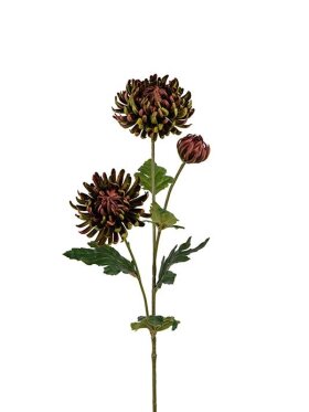 Mr. Plant - Chrysanthemum 65CM