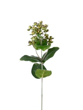 Mr. Plant - Hypericum 70 CM