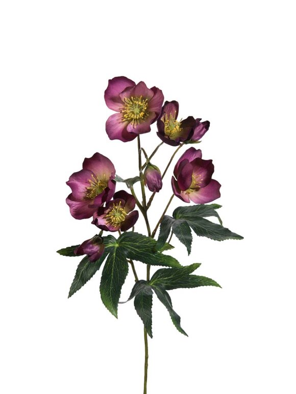 Mr. Plant - Julros purple 65CM