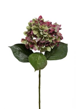 Mr. Plant - Hortensia mørk rød 70CM