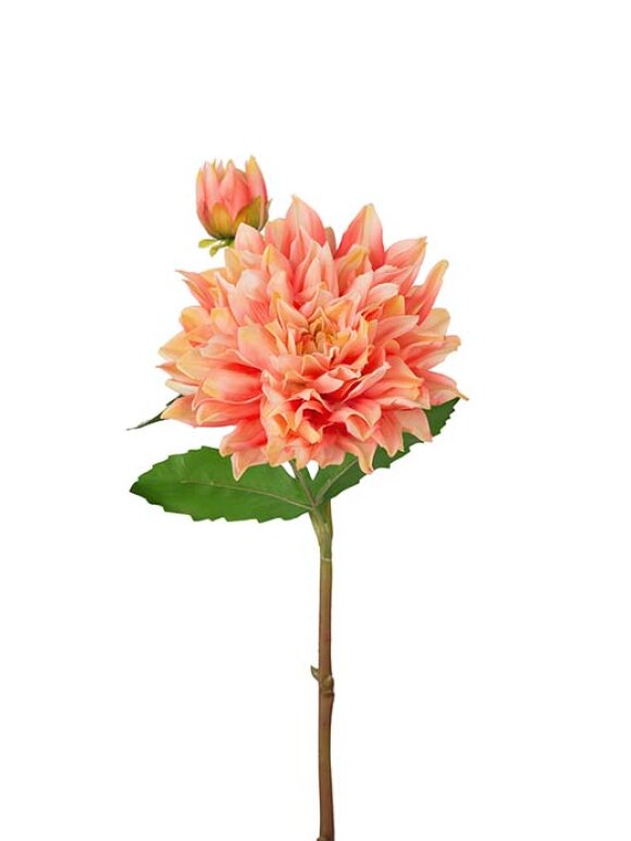 Mr. Plant - Dahlia Højde:70cm