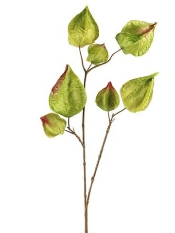 Barbara - Physalis grøn h 82 Cm