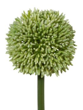 Barbara - Allium Lime 64 Cm