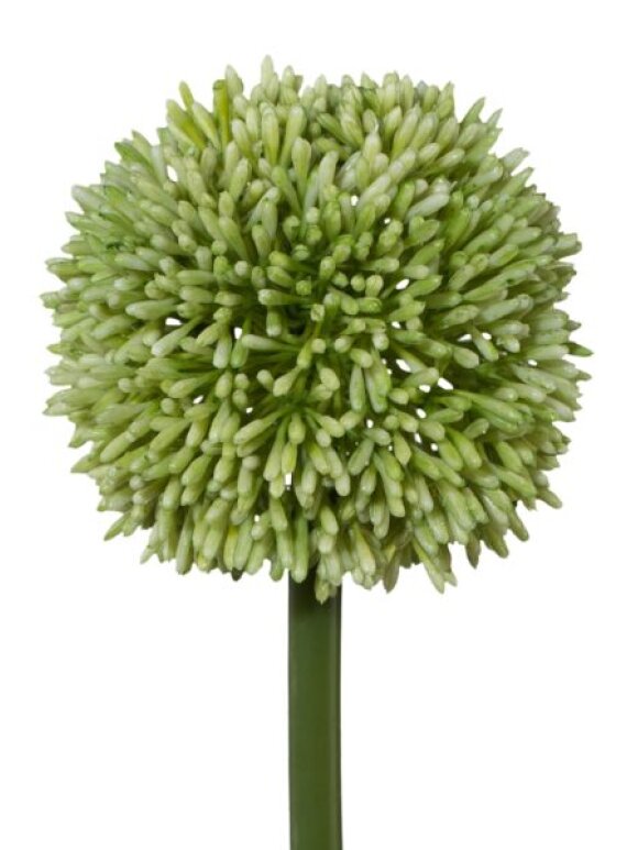 Barbara - Allium Lime 64 Cm