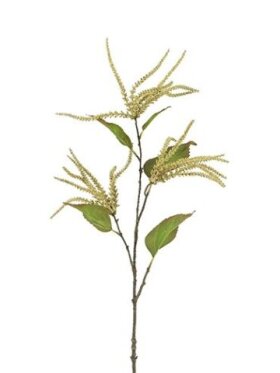 Barbara - Amaranthus Creme 78 CM