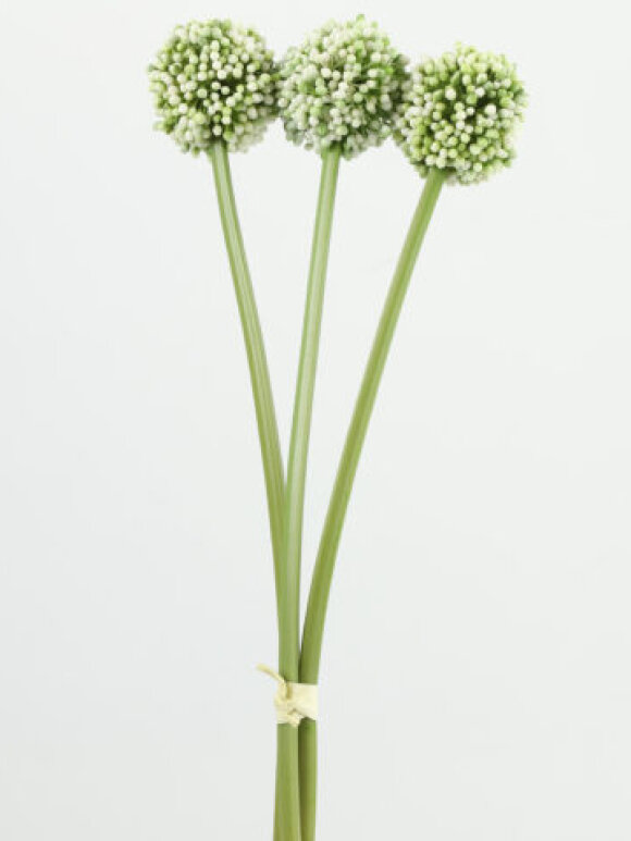 Barbara - Allium Hvid 55cm