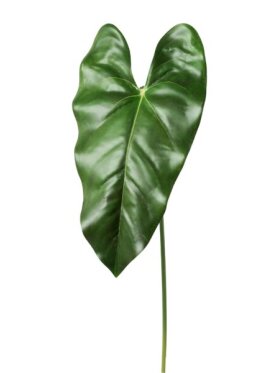 Barbara - Anthurium grøn real touch 70CM