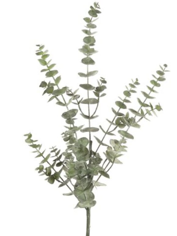 Barbara - Eucalyptus  90 CM