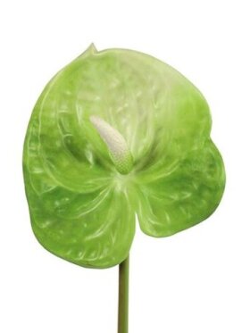 Barbara - Anthurium Lime h 50CM