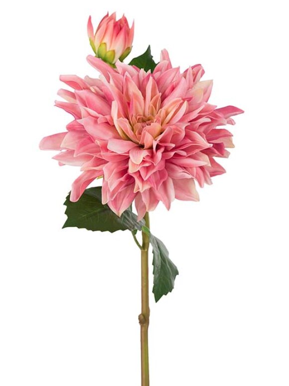 Mr. Plant - Dahlia pink 70cm