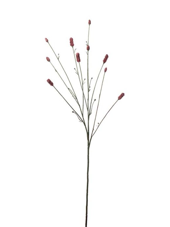 Mr. Plant - Pimpinell burgundy 80cm