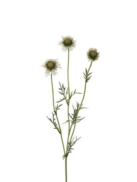 Mr. Plant - Scabiosa white 64cm