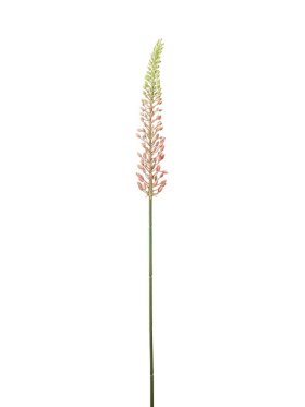 Mr. Plant - Eremurus pink 75cm