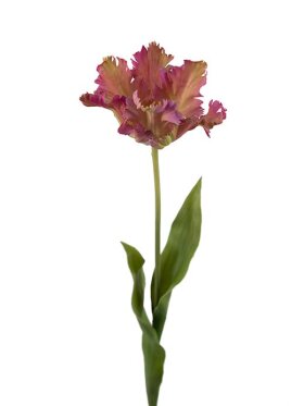 Mr. Plant - Tulipan purple 70cm