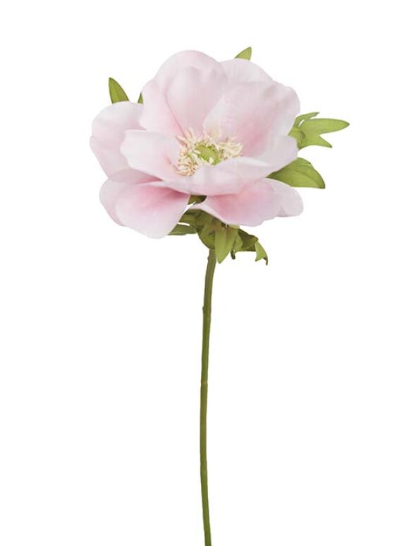 Mr. Plant - Anemone pink 43cm