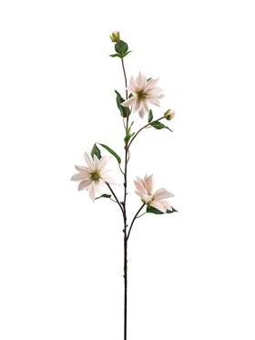 Mr. Plant - Clematis pink 90cm